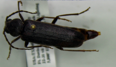 Arhopalus