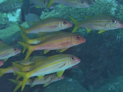 Yellowfin Goatfish photo 4