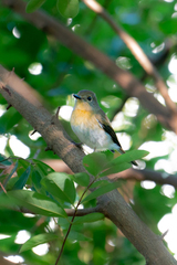 Cyornis hainanus