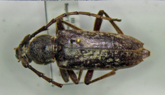 Elaphidion linsleyi