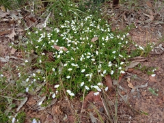 Scaevola albida