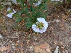 Scaevola albida