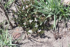 Dyschoriste setigera