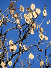 Pterodon emarginatus