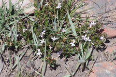 Dyschoriste setigera