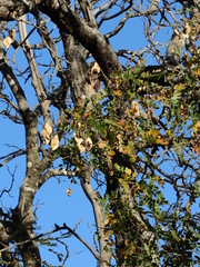 Pterodon emarginatus