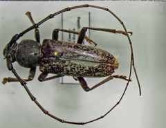 Elaphidion linsleyi