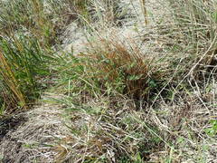 Carex testacea
