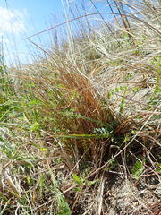 Carex testacea