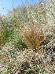 Carex testacea