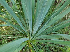Yucca flaccida
