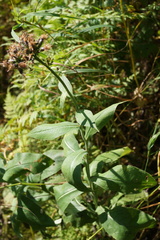 Saussurea latifolia