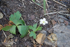 Anemonastrum baicalense