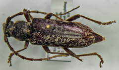 Elaphidion linsleyi
