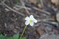 Anemonastrum baicalense