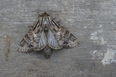 Dasylophia basitincta