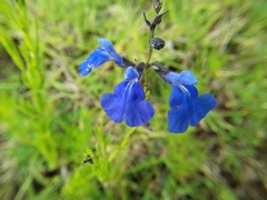 Salvia reptans
