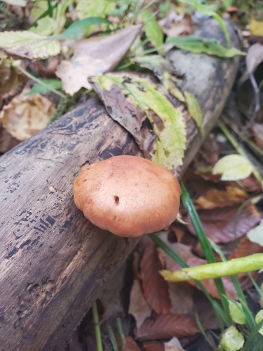 Gymnopilus