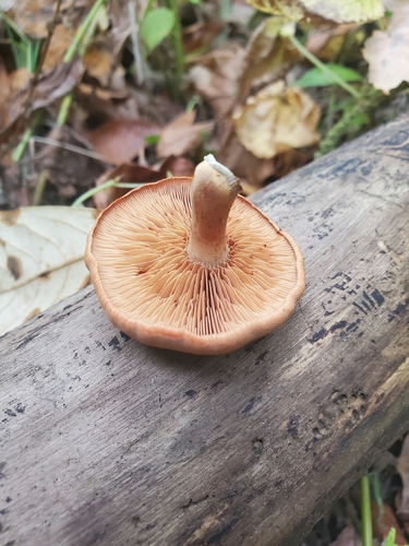 Gymnopilus (Photo 2 of 6)