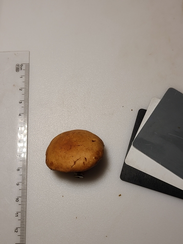 Gymnopilus (Photo 3 of 6)