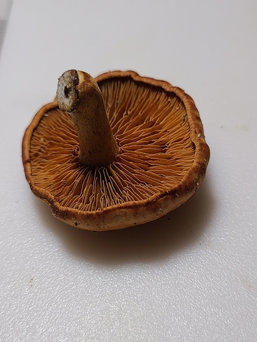 Gymnopilus (Photo 4 of 6)