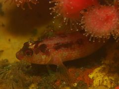 Alloclinus holderi