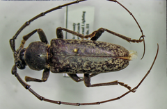 Elaphidion linsleyi