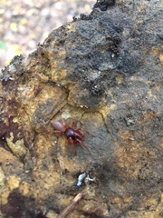 Dysderoidea