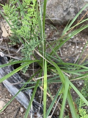 Chlorophytum recurvifolium