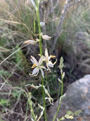 Chlorophytum recurvifolium