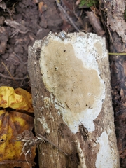 Perenniporia bostonensis