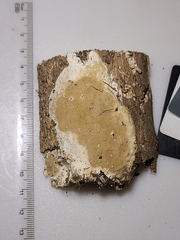 Perenniporia bostonensis