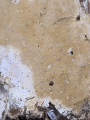 Perenniporia bostonensis