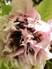 Clerodendrum macrostegium