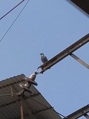 Columba livia domestica
