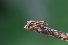 Image of Lepasta bractea