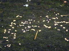 Fungi