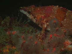 Oxylebius pictus