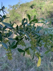 Searsia transvaalensis