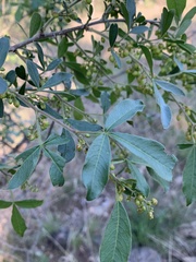 Searsia transvaalensis