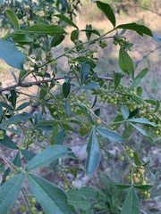 Searsia transvaalensis