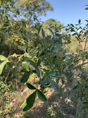 Searsia transvaalensis