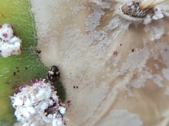 Hyperaspis trifurcata