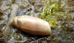 Oliva australis