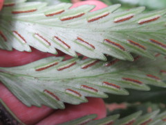 Asplenium scleroprium