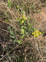 Pearsonia sessilifolia marginata
