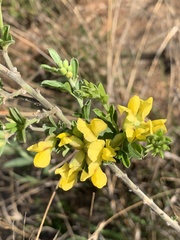 Pearsonia sessilifolia marginata
