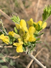 Pearsonia sessilifolia marginata