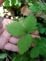 Fragaria vesca vesca