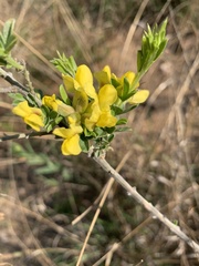 Pearsonia sessilifolia marginata